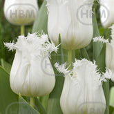 Hectarul - Ladita 575 bulbi de lalea FRINGED TULIPA Honeymoon